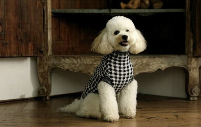 Factory Direct Blue Checkered Turtleneck Dog Sweater