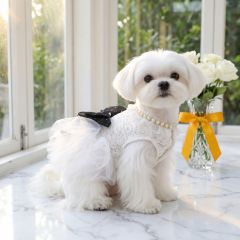Factory Direct White Lace Tulle Dog Dress with Black Bow