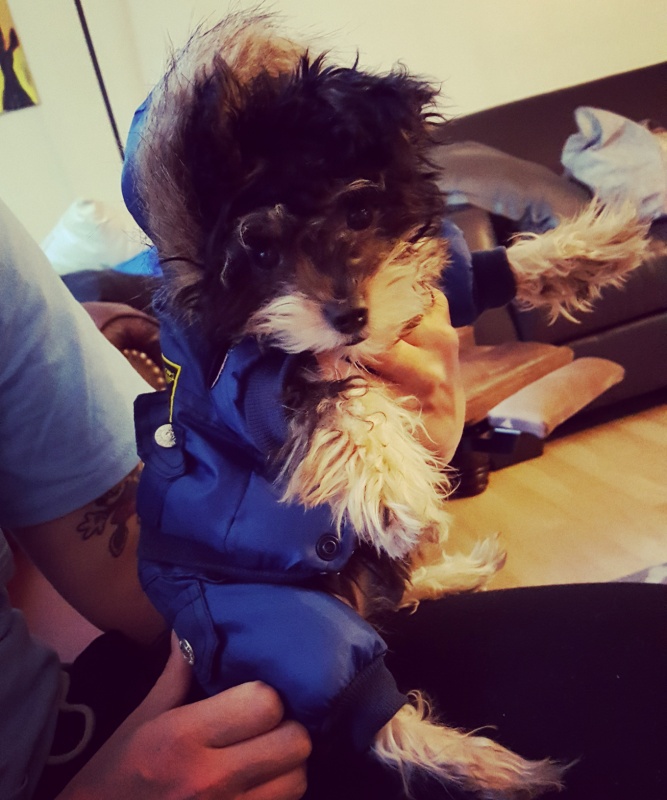 CuteBone Air Man Design Pet Dogs Winter Coat Pet Cloth Puppy Jacket
