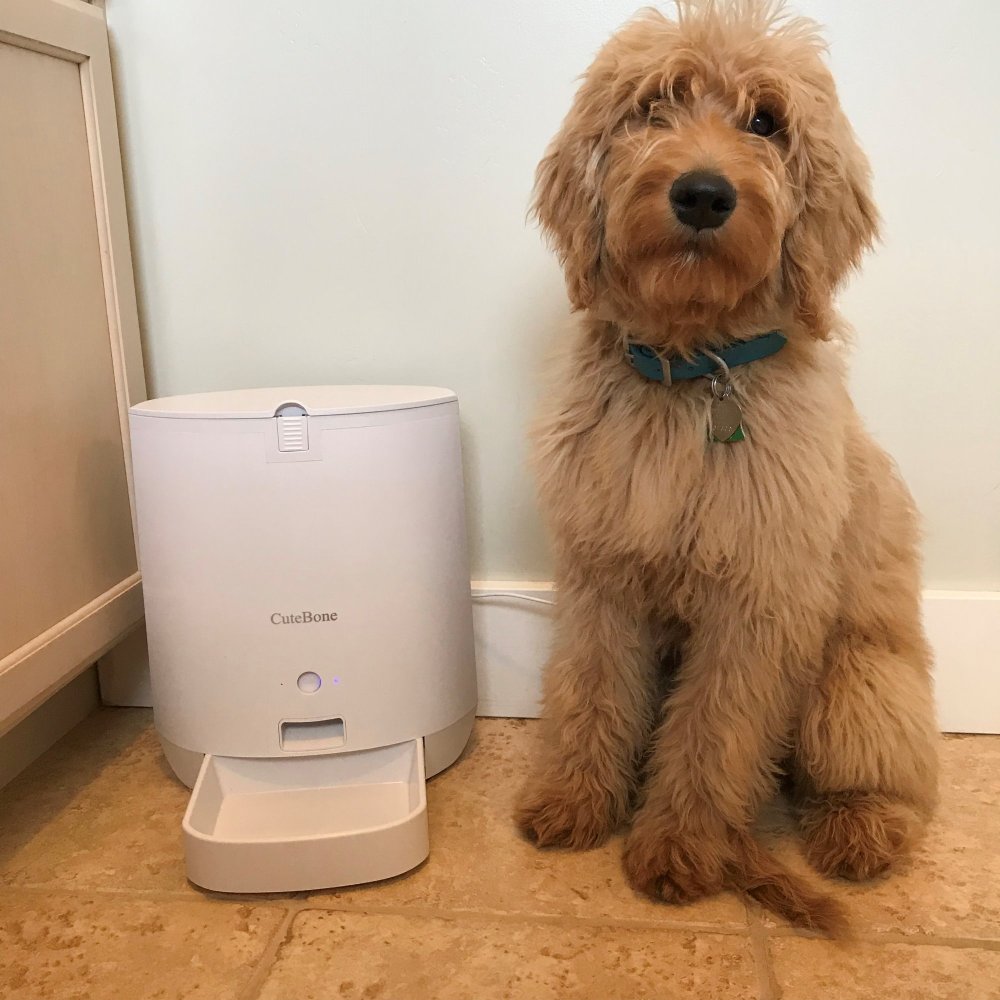 Cat & Dog Automatic Feeder