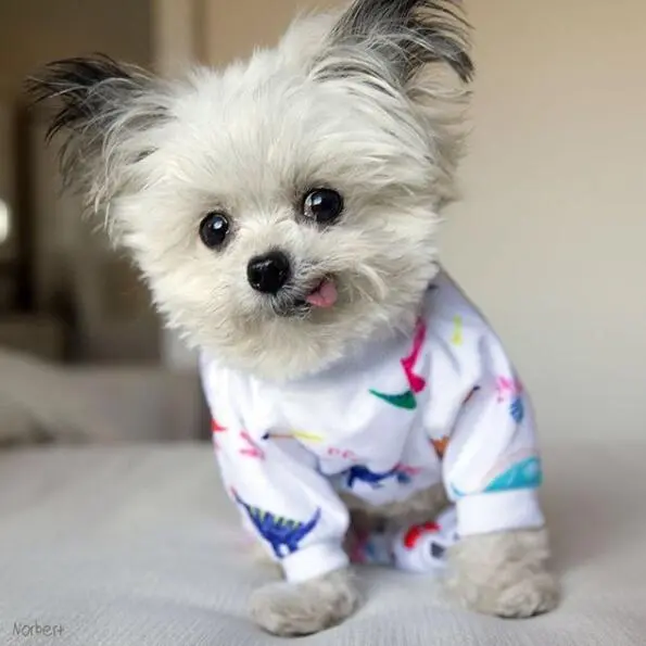 Colorful Dinosaur Dog Pajamas