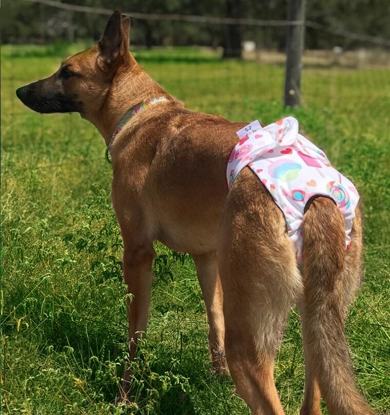 3 Pack Colorful Donuts Female Dog Diapers