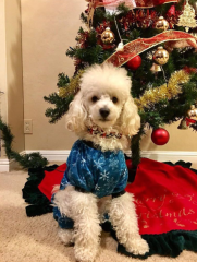 Snowflake blue dog pajamas