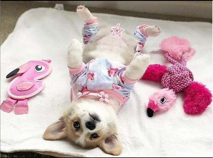 Pink Flamingo Pajamas