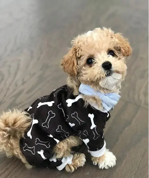 Dog Bone Pattern Dog Pajamas