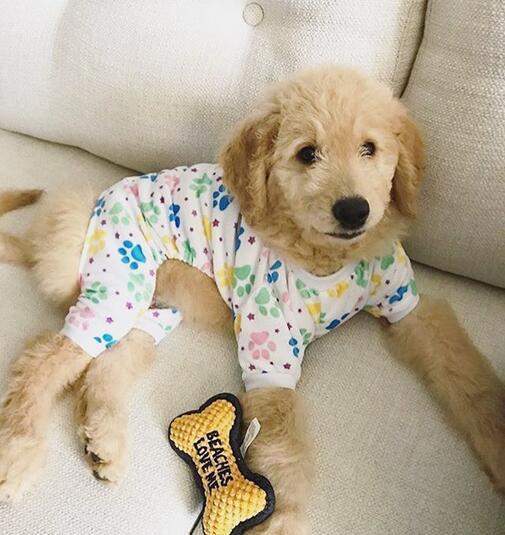 Colorful footprint dog pajamas