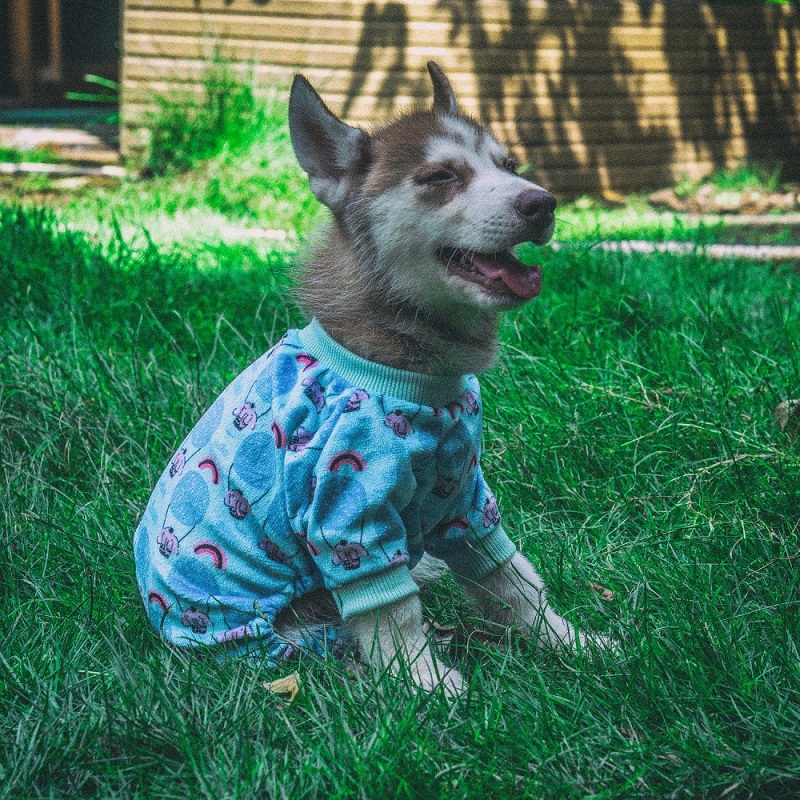 Colorful clouds &amp; Hot air balloon Dog pajamas-2 pcs