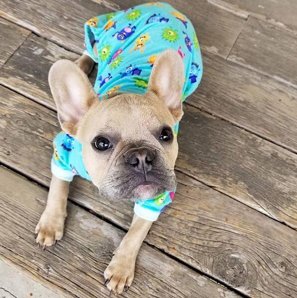 Colorful Beast Dog Pajamas