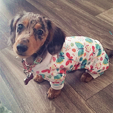 Butterfly dog pajamas