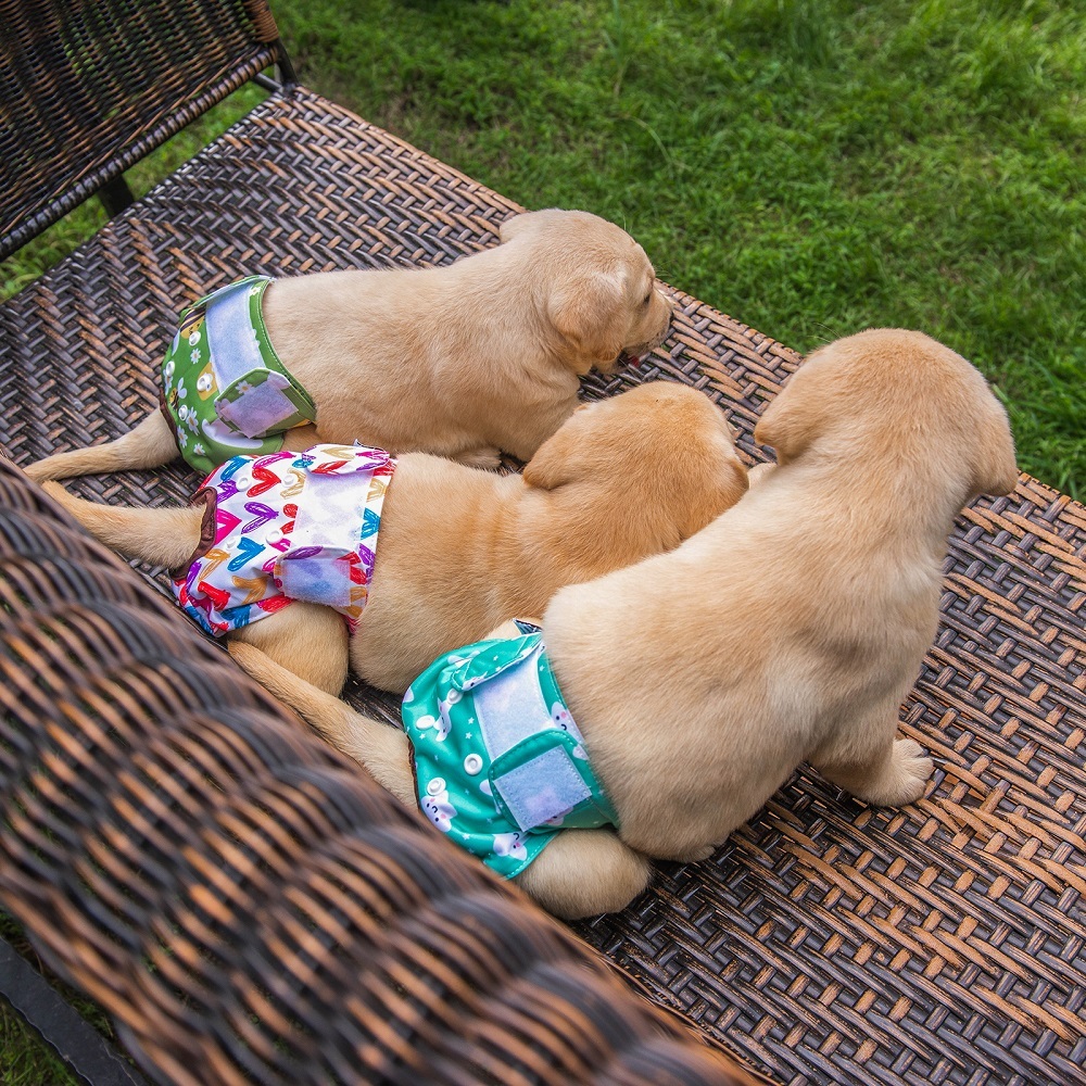3 Pack Female Dog Diapers-Star&bee&love