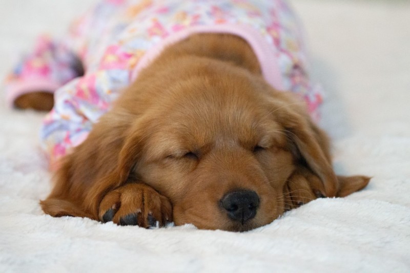 Pink Floral Dog Pajamas