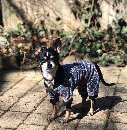 Floral style dog pajamas