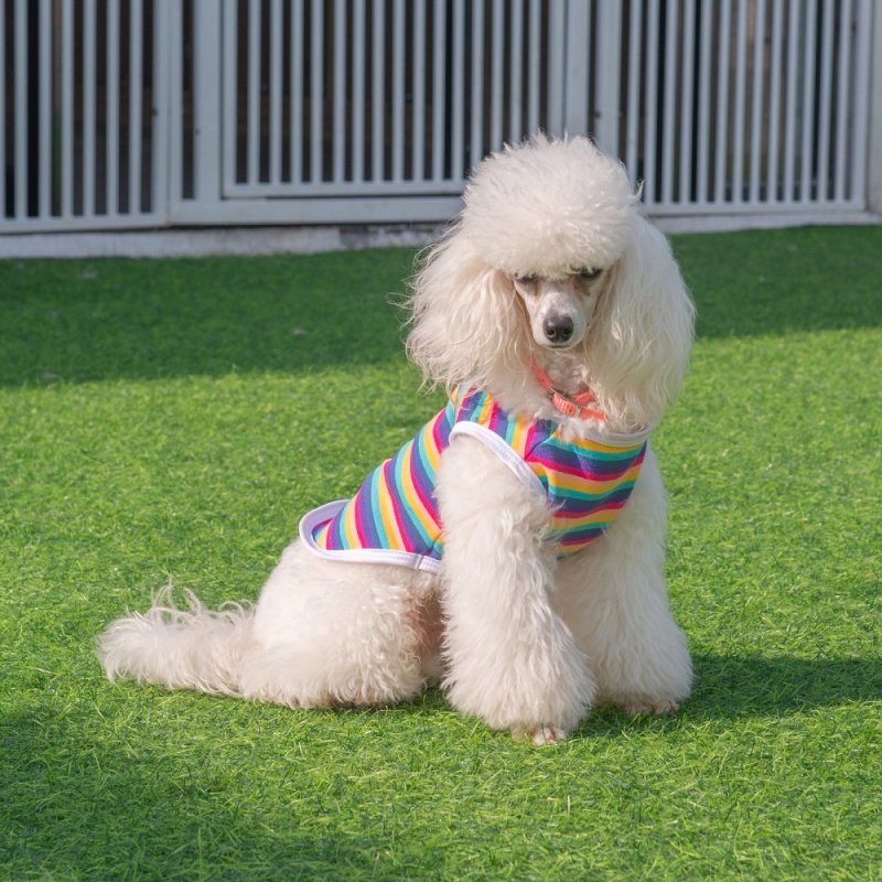 Rainbow Color Dog shirt