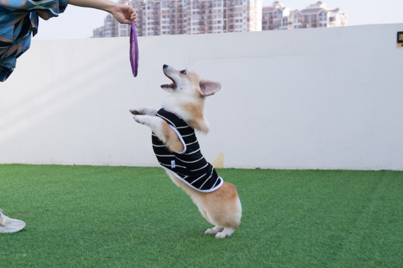 Black&amp;Grey Stripe Dog shirt