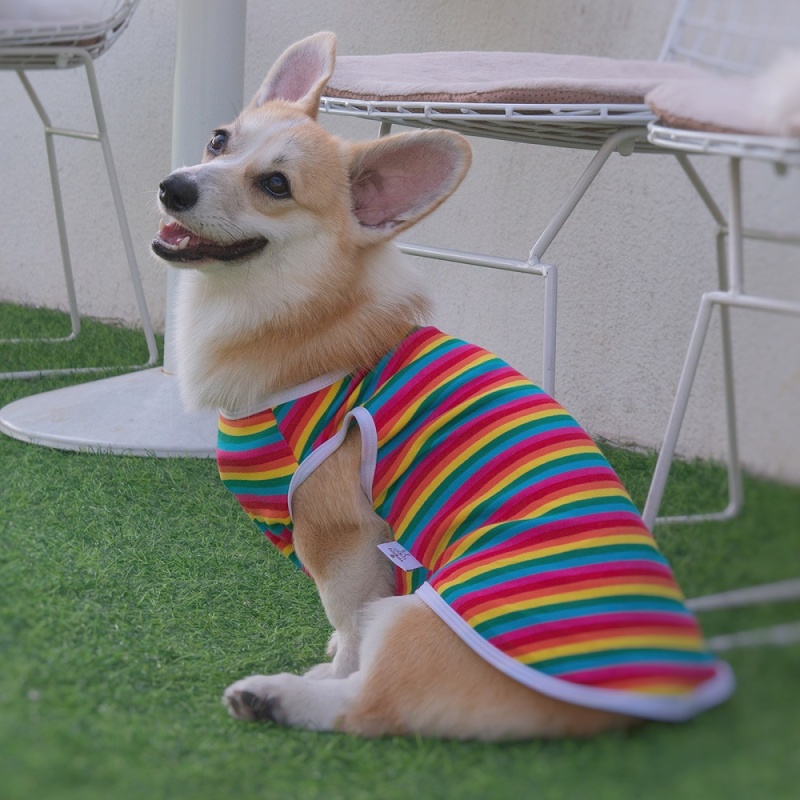 Rainbow Color Dog shirt