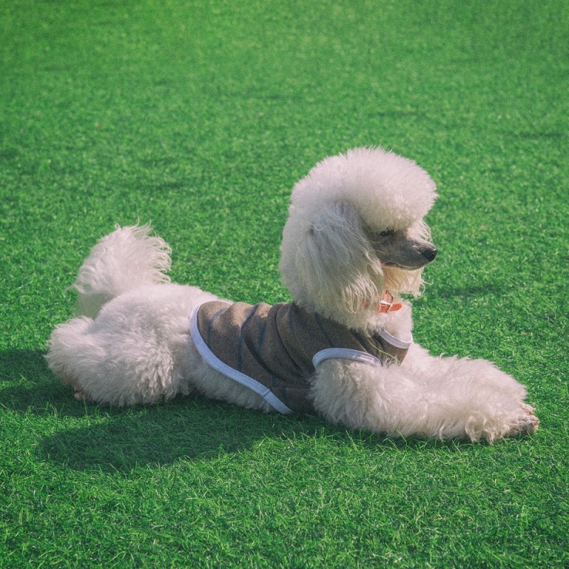 Black&amp;Brown Stripe Dog shirt