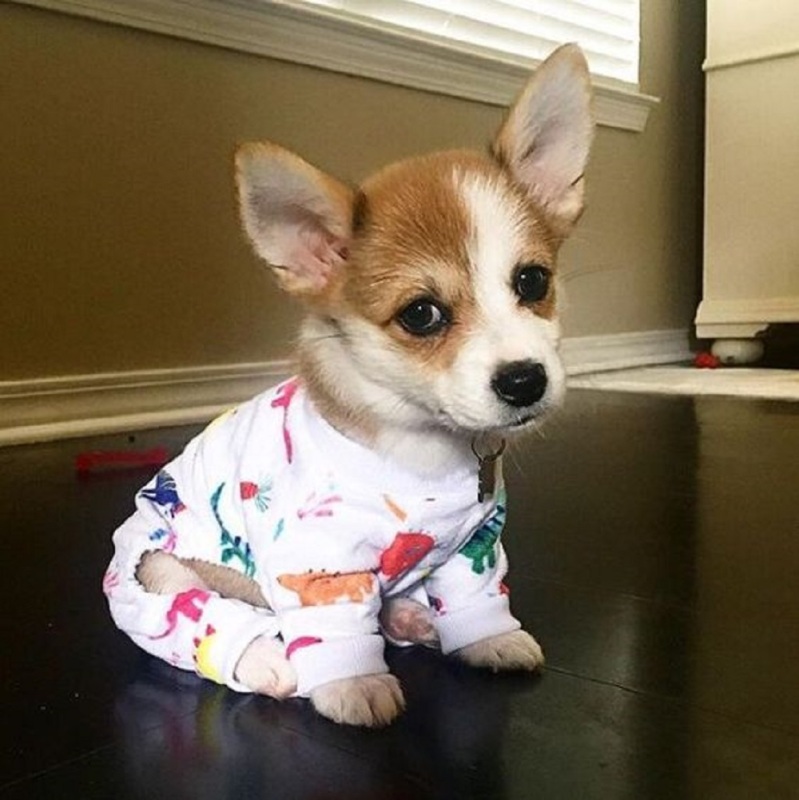 Colorful Dinosaur Dog Pajamas