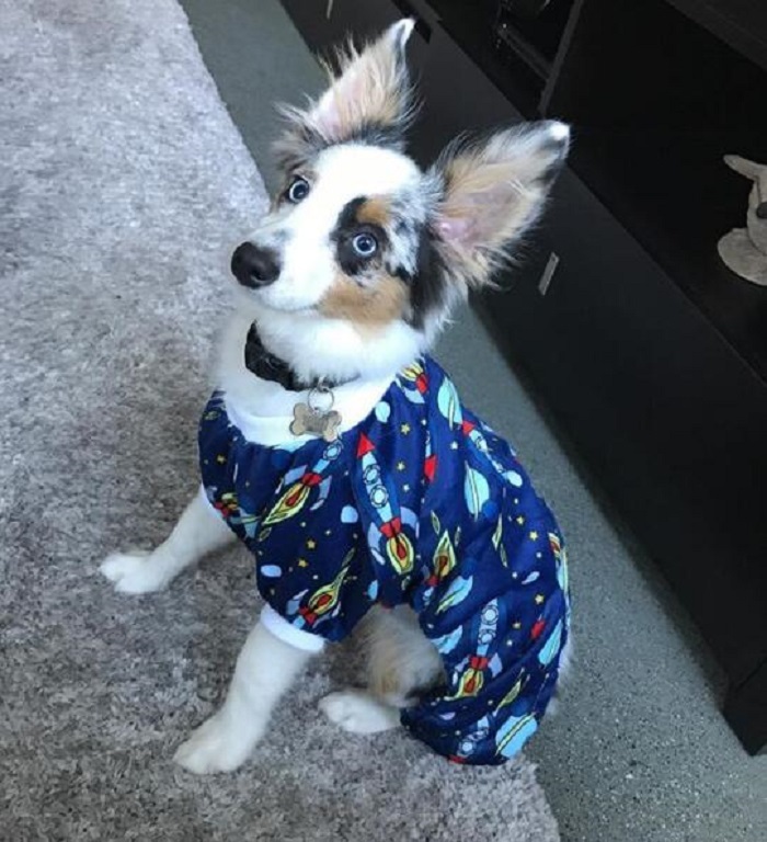 Space Rocket Dog Pajamas
