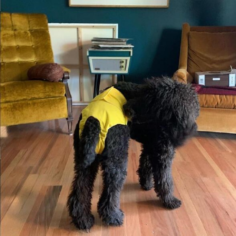 3 Pack Plain Color Female Dog Diapers -Pink&Yellow&Orange