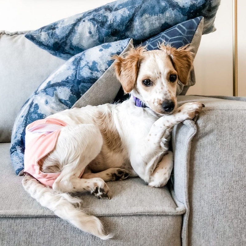 3 Pack Plain Color Female Dog Diapers -Pink&Yellow&Orange