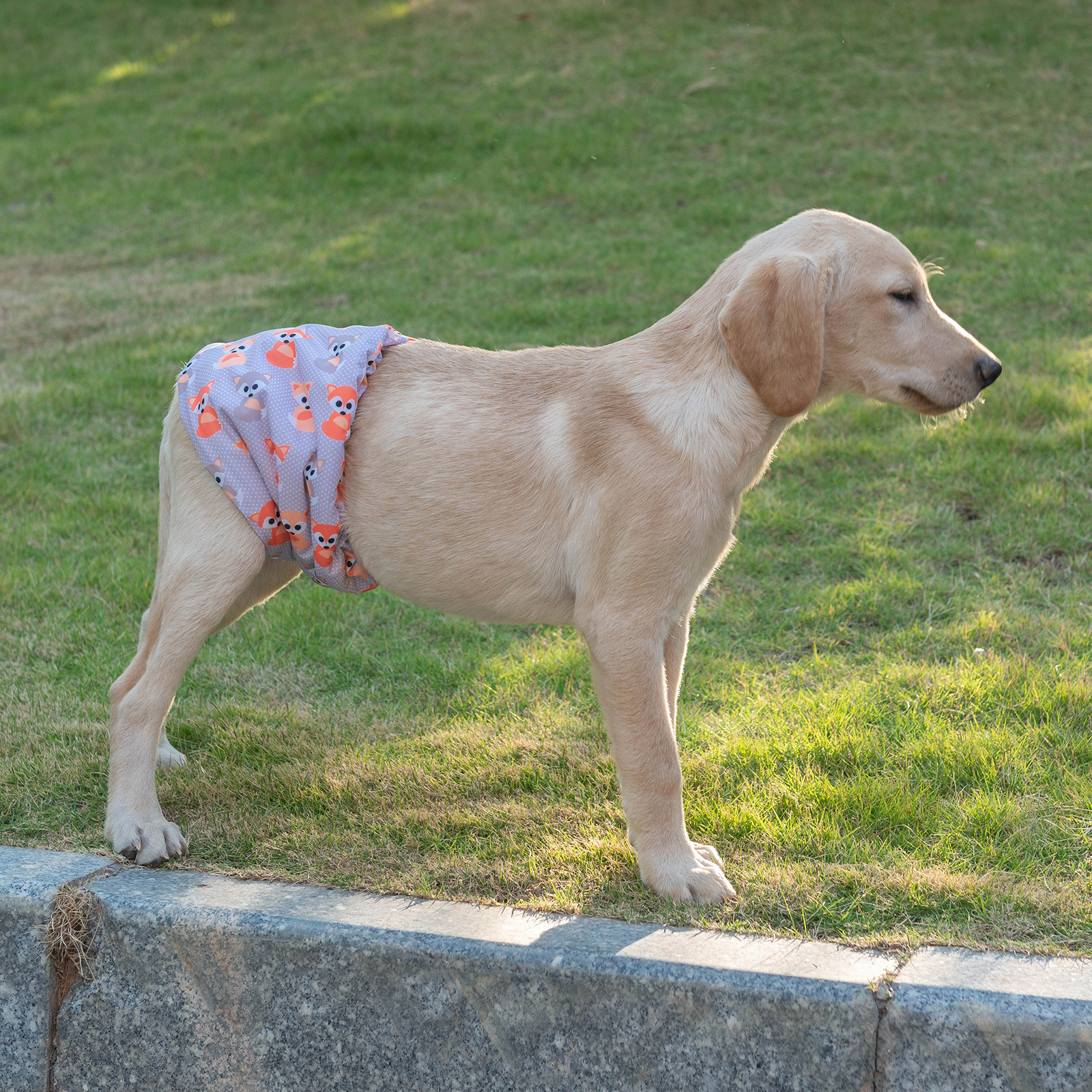 Male Dog Diapers Belly Bands 3 Pack for Male Dogs Wraps Washable Doggie Pants