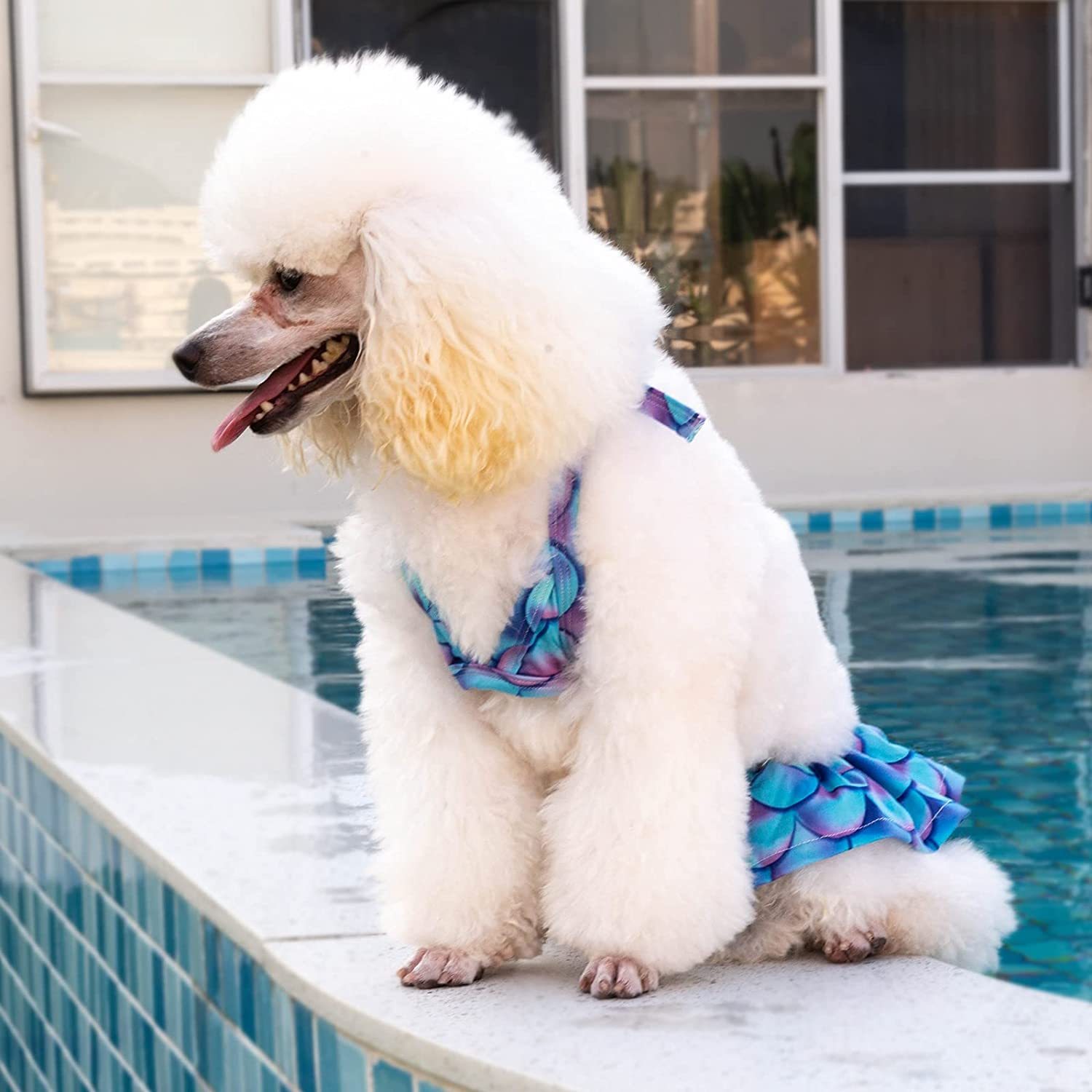 CuteBone Dog Bikini 2-Pack Swimsuit Puppy Bathing Suit for Small Dogs Clothes Girl Costume