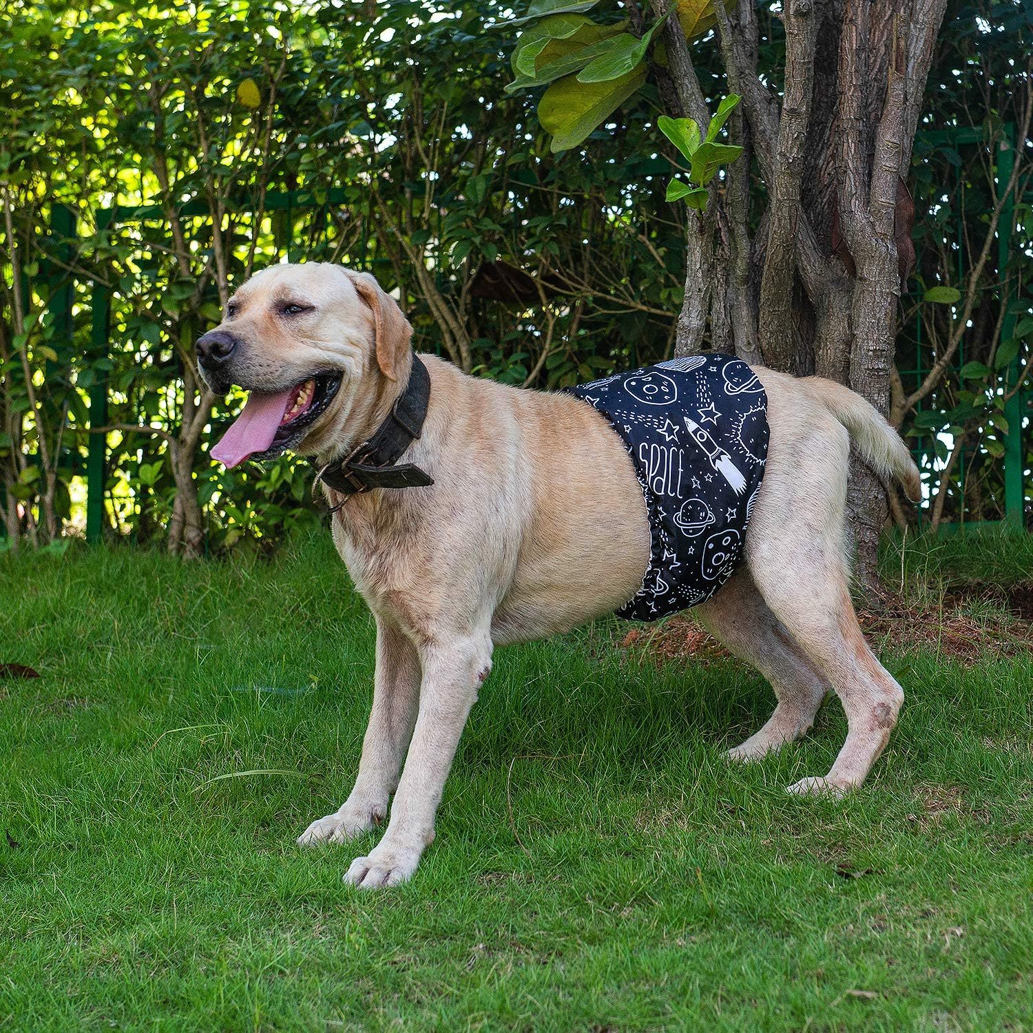 CuteBone Belly Wrap Male Dog Washable Puppy Diapers DM05
