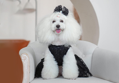 Cute bone dog clothes best sale