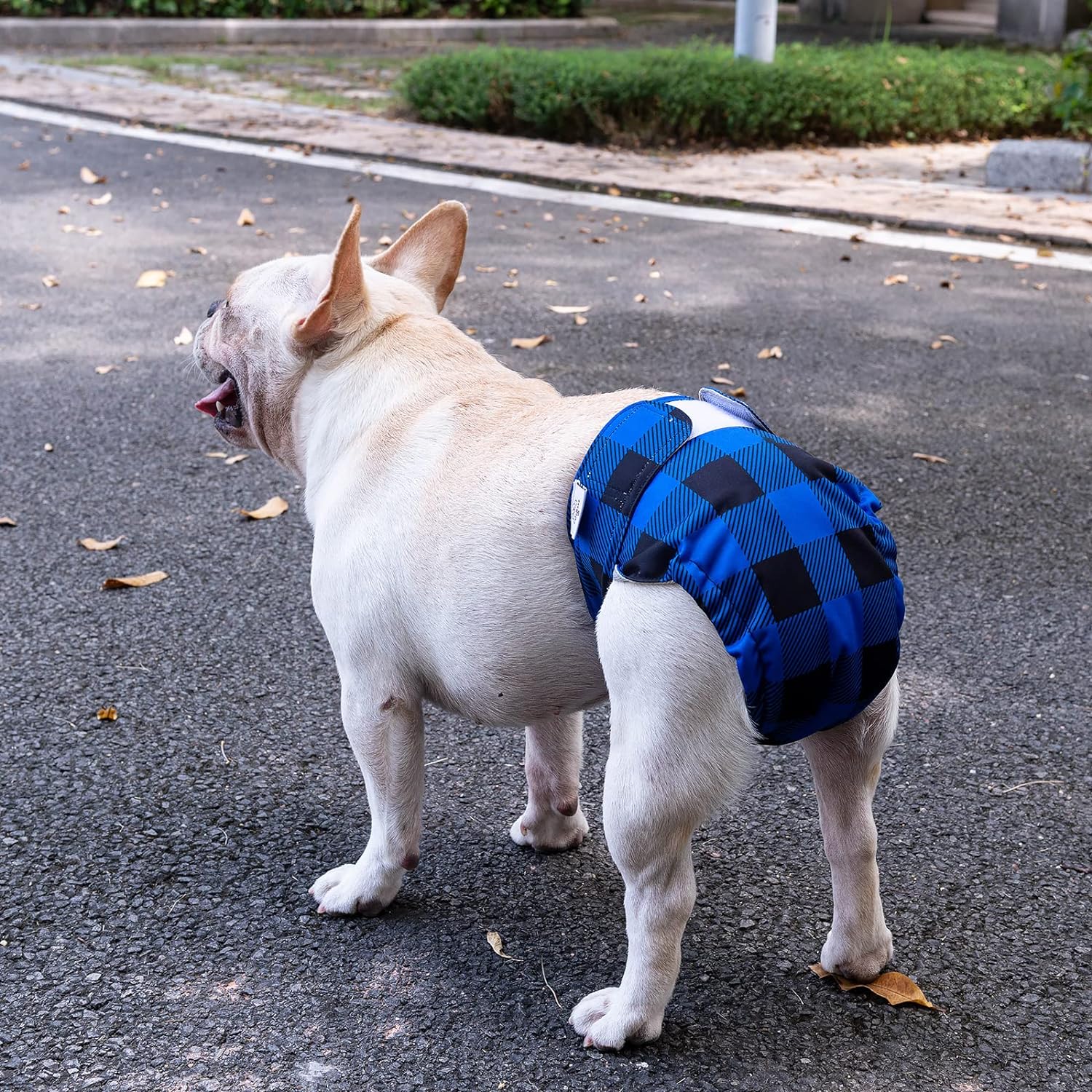 Dog diapers without tail hole best sale