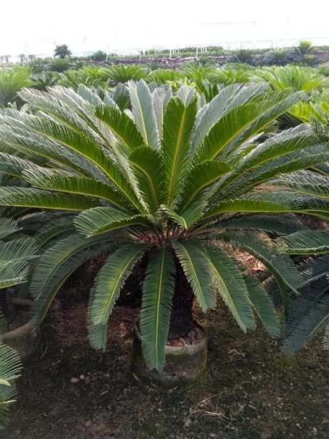 Cycas revoluta