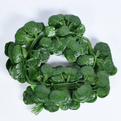 Begonia 12pcs/set