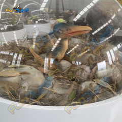 Animatronic Pterosaur Incubator Customizable & Hyper-realistic for Amusement Park