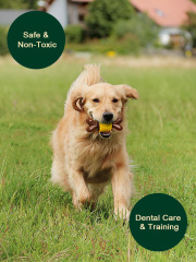 Wooden Alternative Dog Stick Chew Toy