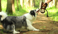 🐒 Freelax x V-PET REPT Monkey Toy