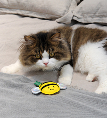 🐝 Freelax x V-PET REPT Bee Toy