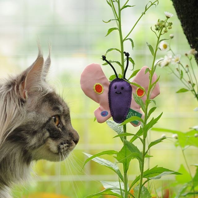 🦋 Freelax x V-PET REPT Butterfly Toy