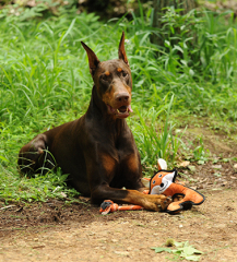 🦊 Freelax x V-PET REPT Fox Toy