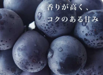 長野産秀品 ”ニューピオーネ葡萄” 6~8房 約5.0kg 長野産秀品 ”ニューピオーネ葡萄” 6~8房 約5.0kg