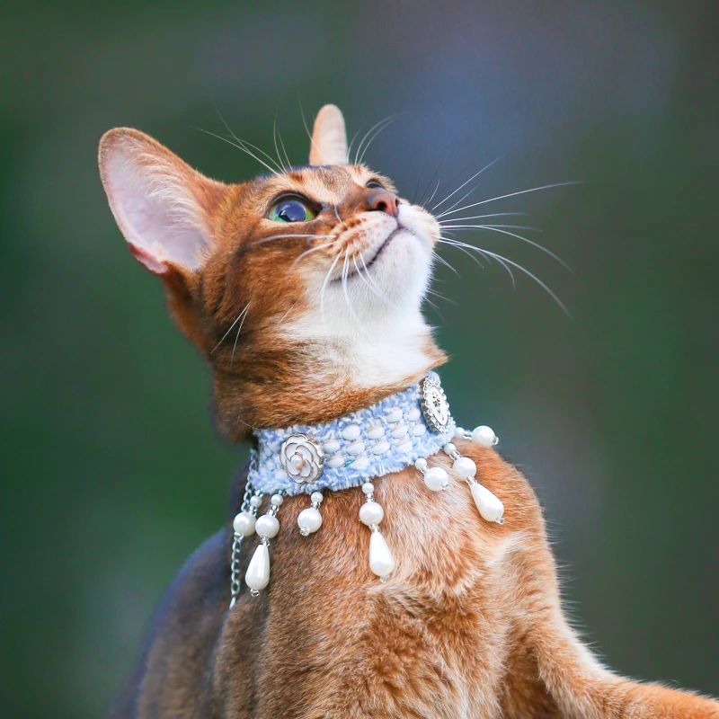 【Choker|Collar】Goddess's Tears 055