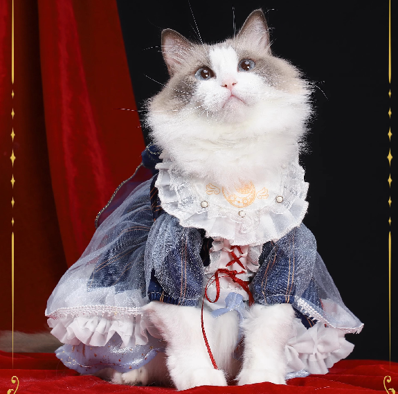 【Fashion & Cute Clothes , Dress , Wearing】165