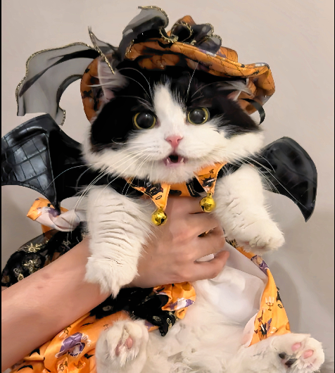 【Clothes】Met Gala | Pumpkin Spell 156