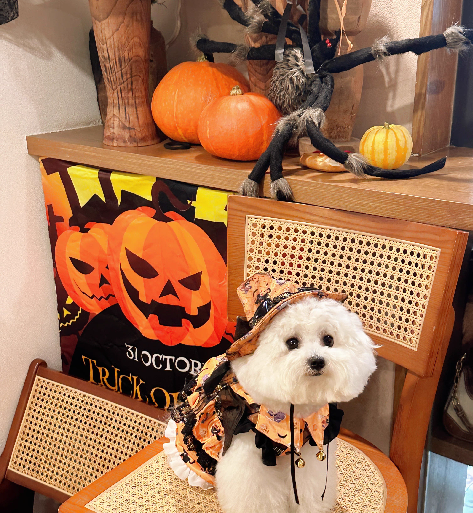 【Clothes】Met Gala | Pumpkin Spell 156