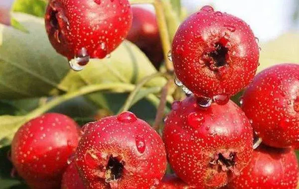 hawthorn