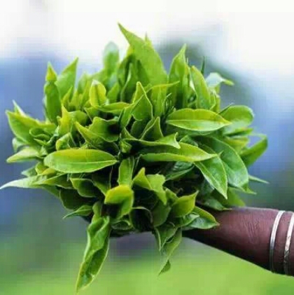 fresher tea