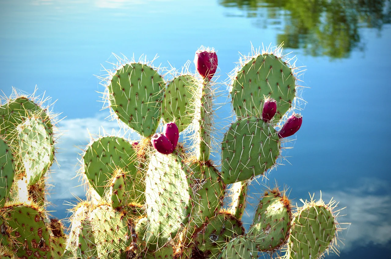 cactus