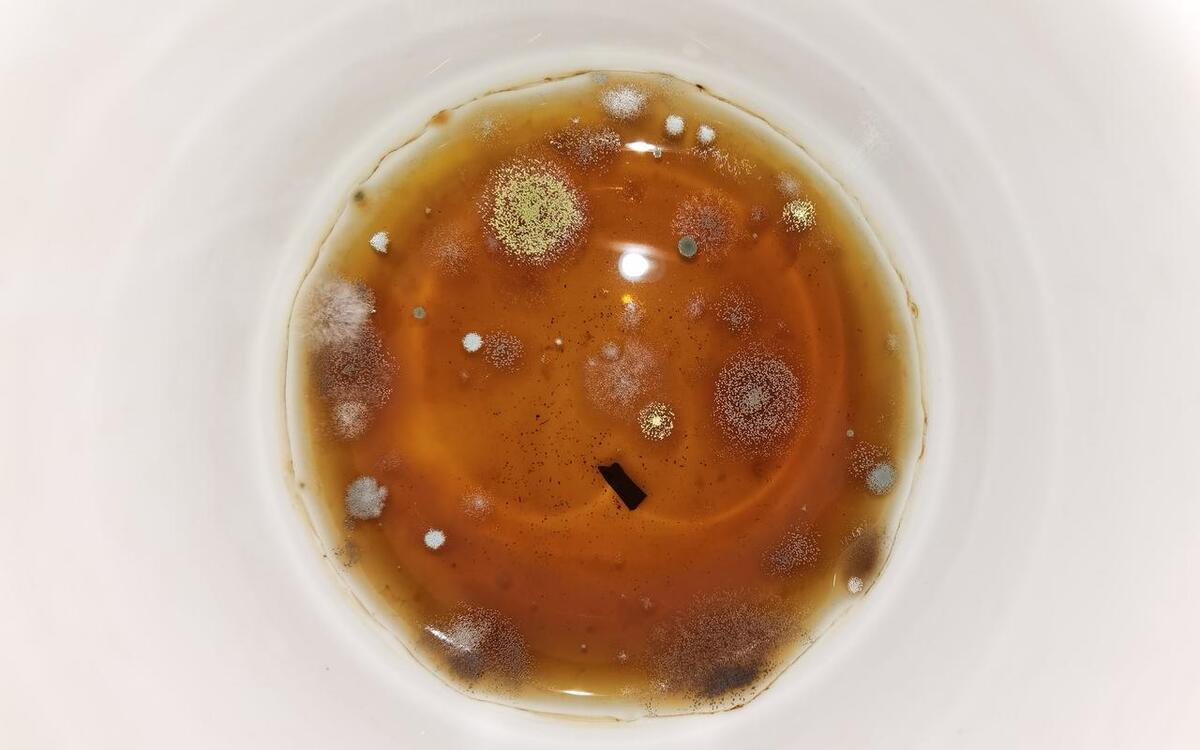 kombucha mold and deterioration