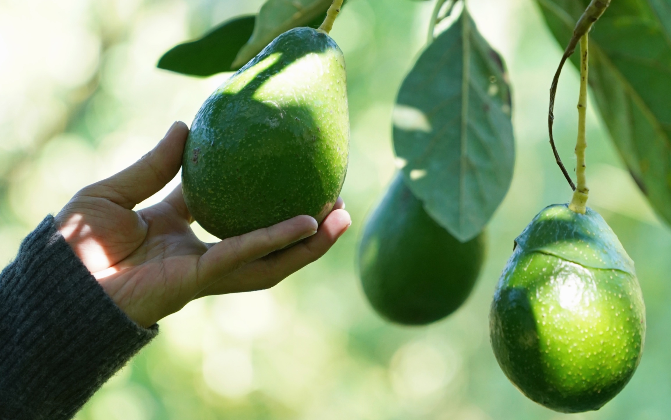 avocado