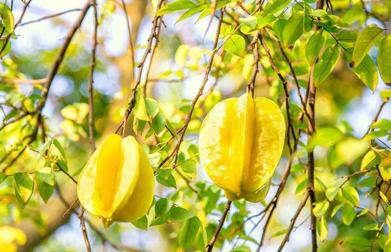 Star Fruit