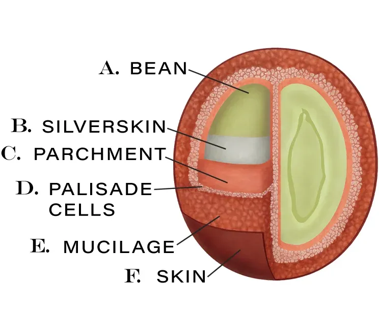 Coffee bean anatomy diagram
