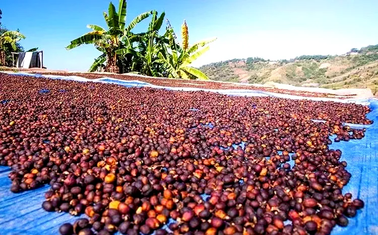 Coffee beans drying